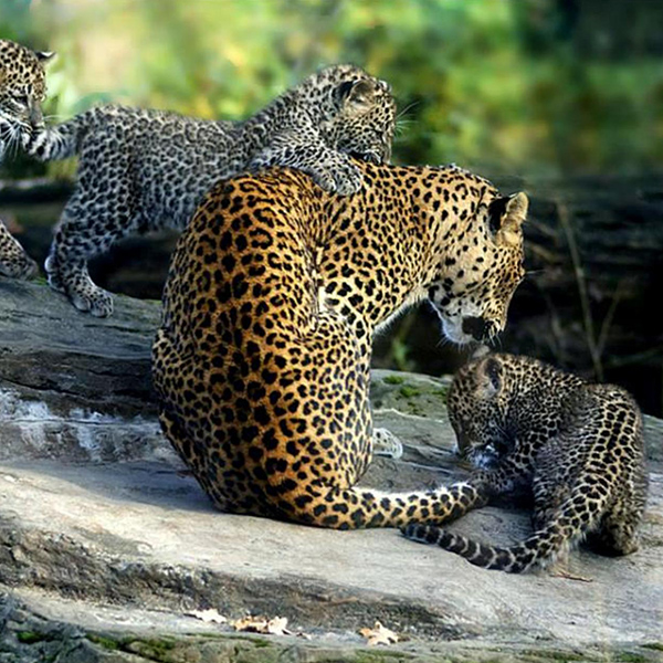 Wilpattu