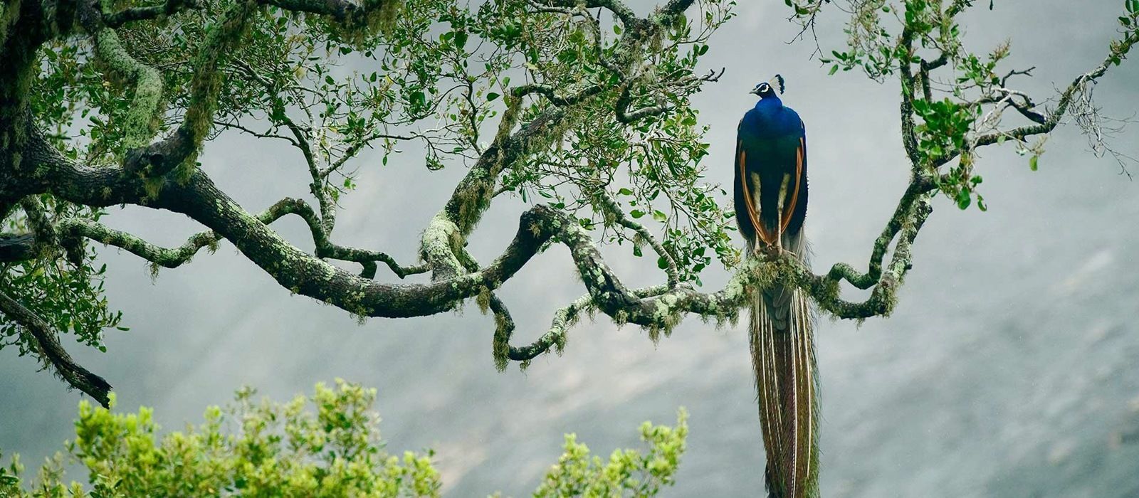 Yala National Park