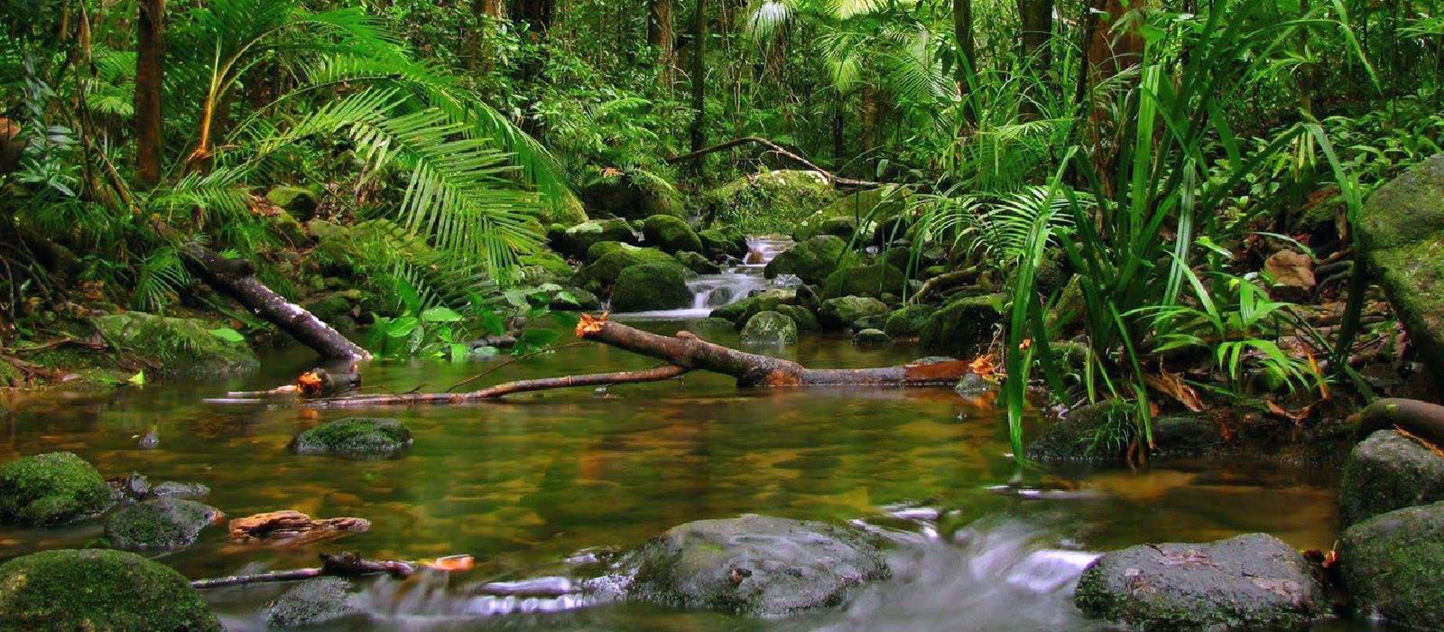 Sinharaja Forest